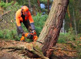 Huntington, IN Tree Removal and Landscaping Services Company